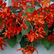 Begonia Bertinii orange-red